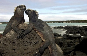Santa Cruz - Galápagos